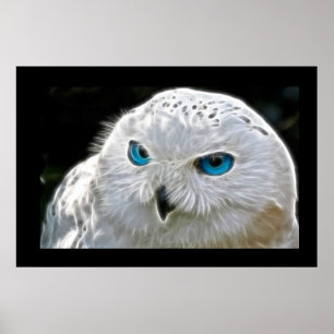 Weißes Owl Bird Foto Nature Wall Poster