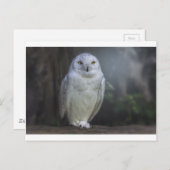 Weißes Owl in der Nacht Postkarte (Vorne/Hinten)