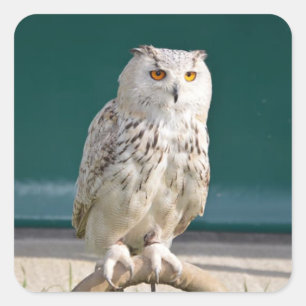Weißes Owl Sticker/Siegel Quadratischer Aufkleber
