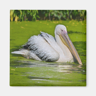 Weißes Pelikan im Wasser Magnet
