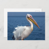 Weißes Pelikan Postkarte (Vorne/Hinten)