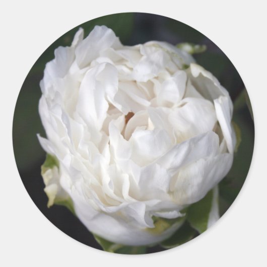 Weißes Peony Floral Fotosticker Rundsticker Runder Aufkleber (Vorderseite)