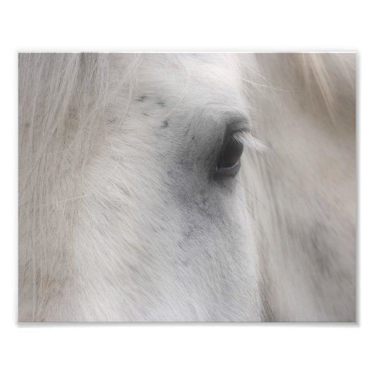 Weißes Percheron Horse Auge 8x10 Fotodruck (Vorne)