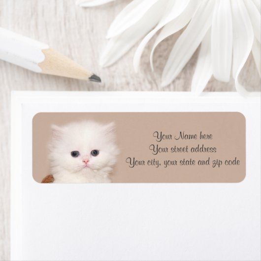 Weißes persisches Kätzchen (Insitu)