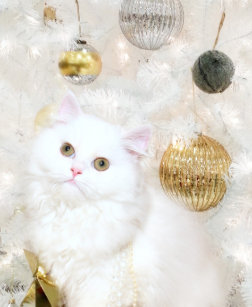 Persisch Weihnachtschmuck Zazzle De