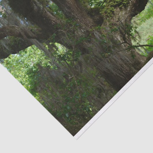 Weißes Pfau-Engel-Eichenholz-Zwergpapier Seidenpapier (Ausschnitt)