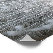 Weißes Pfauenposter Poster (Ecke)