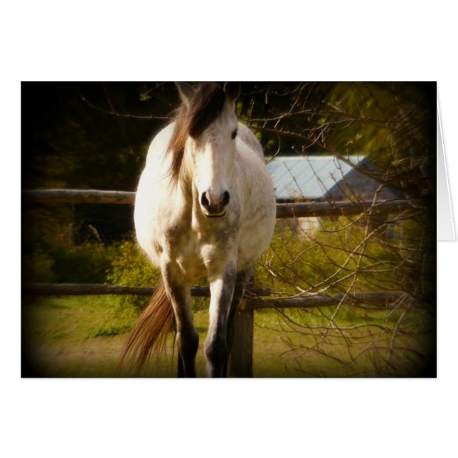 Weißes Pferd (Vorderseite (Horizontal))