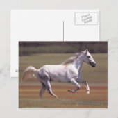 Weißes Pferd auf dem Feld Postkarte (Vorne/Hinten)
