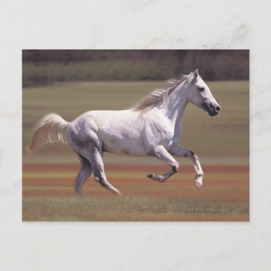 Weißes Pferd auf dem Feld Postkarte (Vorderseite)