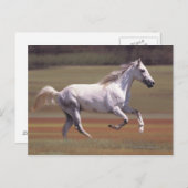 Weißes Pferd auf dem Feld Postkarte (Vorne/Hinten)
