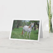 Weißes Pferd auf dem Grasfeld Karte (Vorderseite)