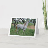 Weißes Pferd auf dem Grasfeld Karte (Vorderseite)