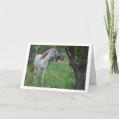Weißes Pferd auf dem Grasfeld Karte (Vorderseite)