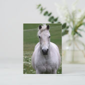 Weißes Pferd auf der Postkarte (Stehend Vorderseite)