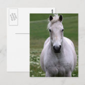 Weißes Pferd auf der Postkarte (Vorne/Hinten)