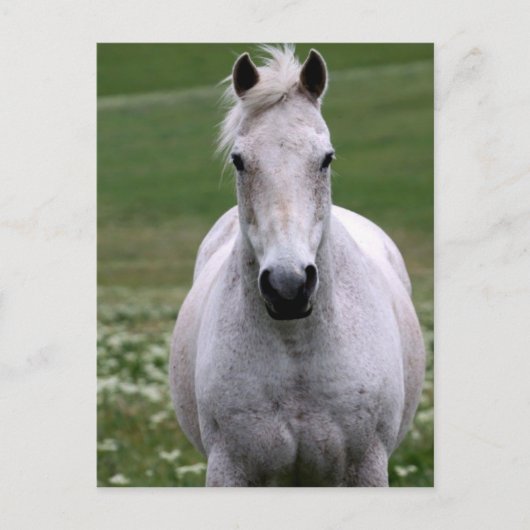 Weißes Pferd auf der Postkarte (Vorderseite)