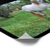 Weißes Pferd auf Grasfeld Poster (Ecke)