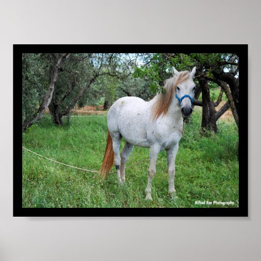 Weißes Pferd auf Grasfeld Poster (Vorne)