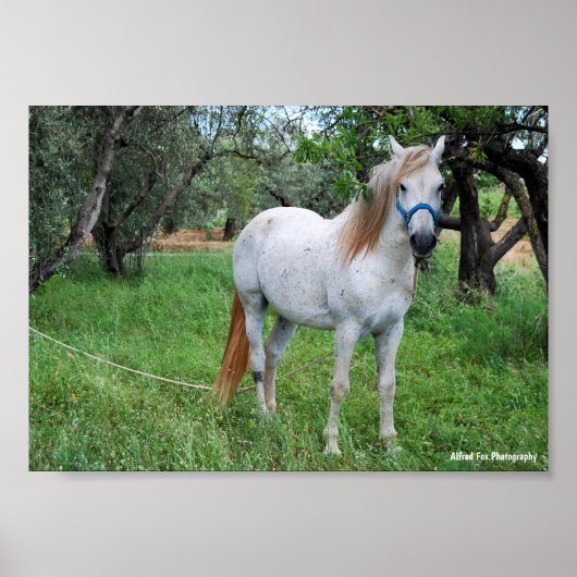 Weißes Pferd auf Grasfeld Poster (Vorne)