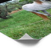 Weißes Pferd auf Grasfeld Poster (Ecke)