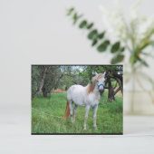 Weißes Pferd auf Grasfeld Postkarte (Stehend Vorderseite)