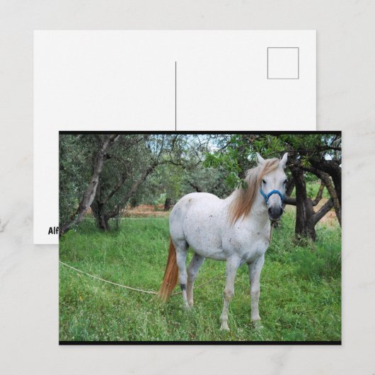 Weißes Pferd auf Grasfeld Postkarte (Vorne/Hinten)