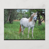 Weißes Pferd auf Grasfeld Postkarte (Vorderseite)
