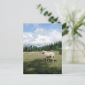 Weißes Pferd auf Weide Postkarte (Stehend Vorderseite)
