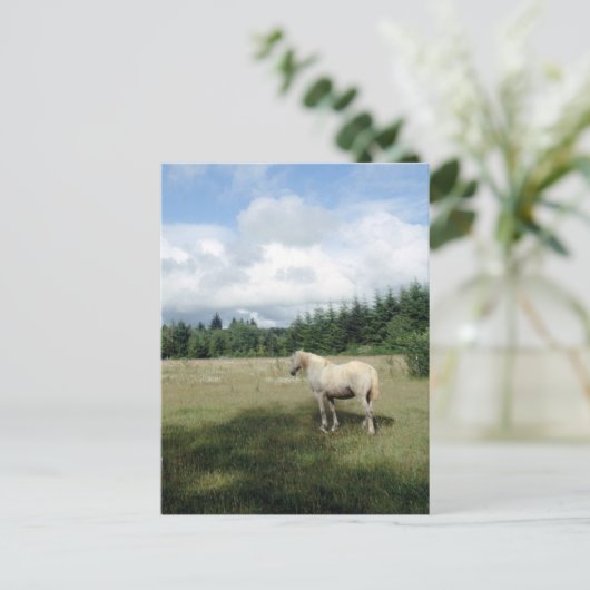 Weißes Pferd auf Weide Postkarte (Stehend Vorderseite)