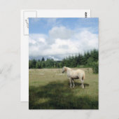 Weißes Pferd auf Weide Postkarte (Vorne/Hinten)