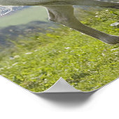 Weißes Pferd auf Wiese Poster (Ecke)