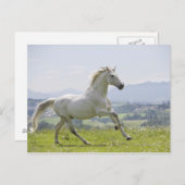 Weißes Pferd auf Wiese Postkarte (Vorne/Hinten)