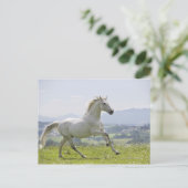 Weißes Pferd auf Wiese Postkarte (Stehend Vorderseite)