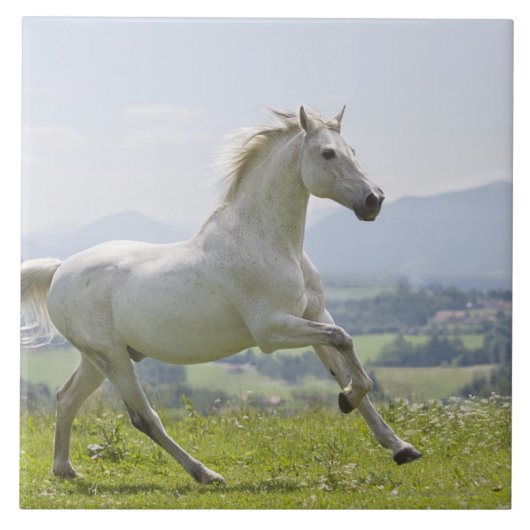 weißes Pferd, das auf Wiese läuft Fliese (Vorderseite)