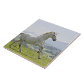 weißes Pferd, das auf Wiese läuft Fliese (Seite)