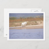 weißes Pferd, das den Fluss überquert Postkarte (Vorne/Hinten)