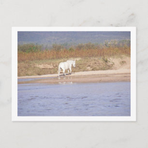weißes Pferd, das den Fluss überquert Postkarte