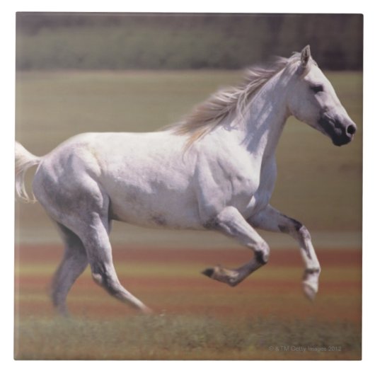 Weißes Pferd, das in Feld läuft Fliese (Vorderseite)