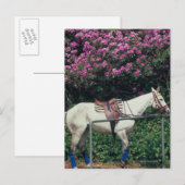 Weißes Pferd im Garten Postkarte (Vorne/Hinten)