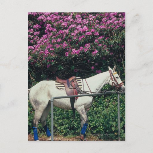 Weißes Pferd im Garten Postkarte (Vorderseite)