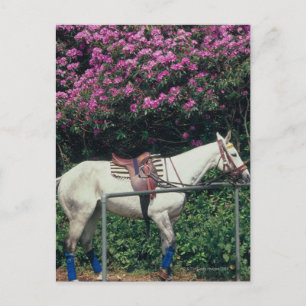 Weißes Pferd im Garten Postkarte