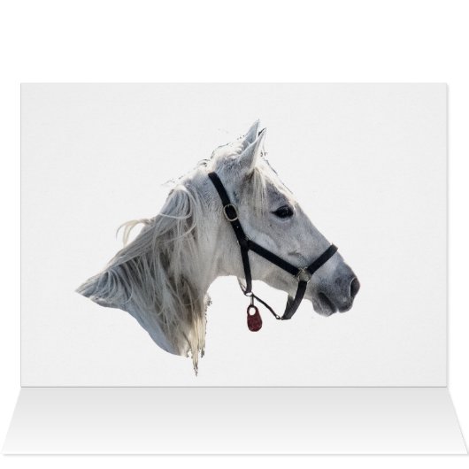 Weißes Pferd im Schnee (Innenansicht Horizontal (Oben))