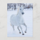 Weißes Pferd im Schnee laufen Postkarte (Vorderseite)