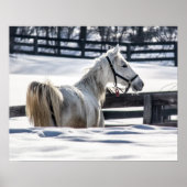 Weißes Pferd im Schnee Poster (Vorne)