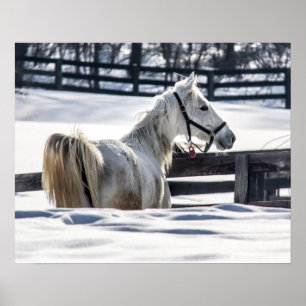Weißes Pferd im Schnee Poster