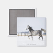 weißes Pferd im Winter Magnet (Vorderseite/Rückseite)