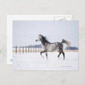 weißes Pferd im Winter Postkarte (Vorne/Hinten)