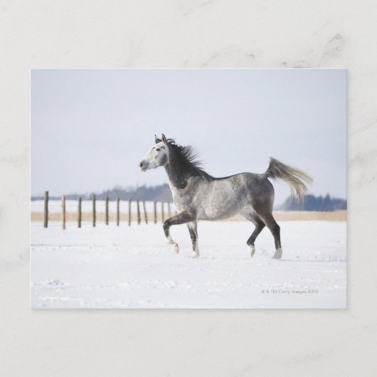 weißes Pferd im Winter Postkarte (Vorderseite)