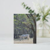 Weißes Pferd in den Bäumen Postkarte (Stehend Vorderseite)